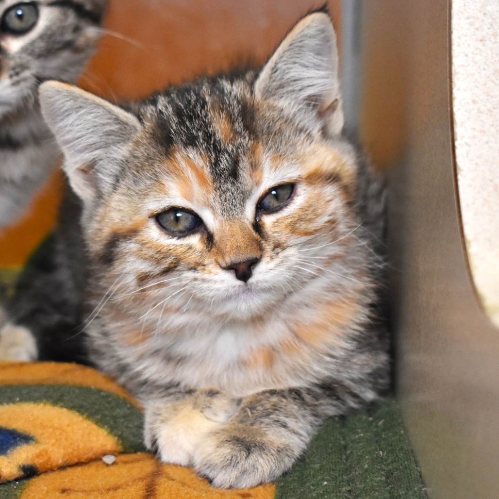 Kowalski (25-3L-1), an adoptable Domestic Short Hair in Rifle, CO, 81650 | Photo Image 1