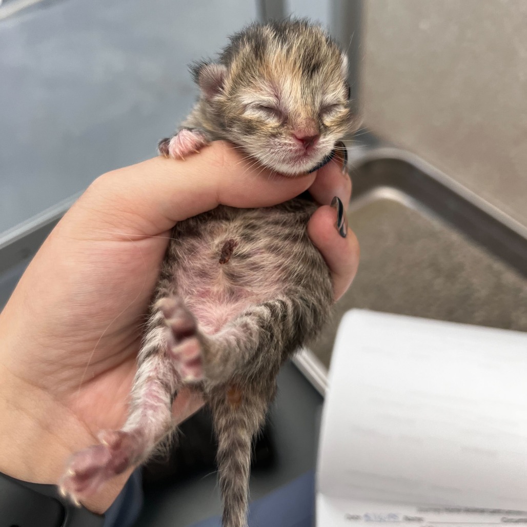 Kowalski (25-3L-1), an adoptable Domestic Short Hair in Rifle, CO, 81650 | Photo Image 2