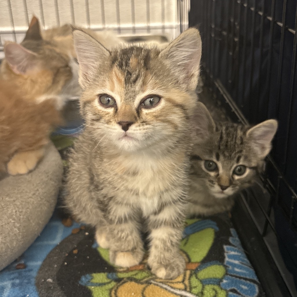 Kowalski (25-3L-1), an adoptable Domestic Short Hair in Rifle, CO, 81650 | Photo Image 3