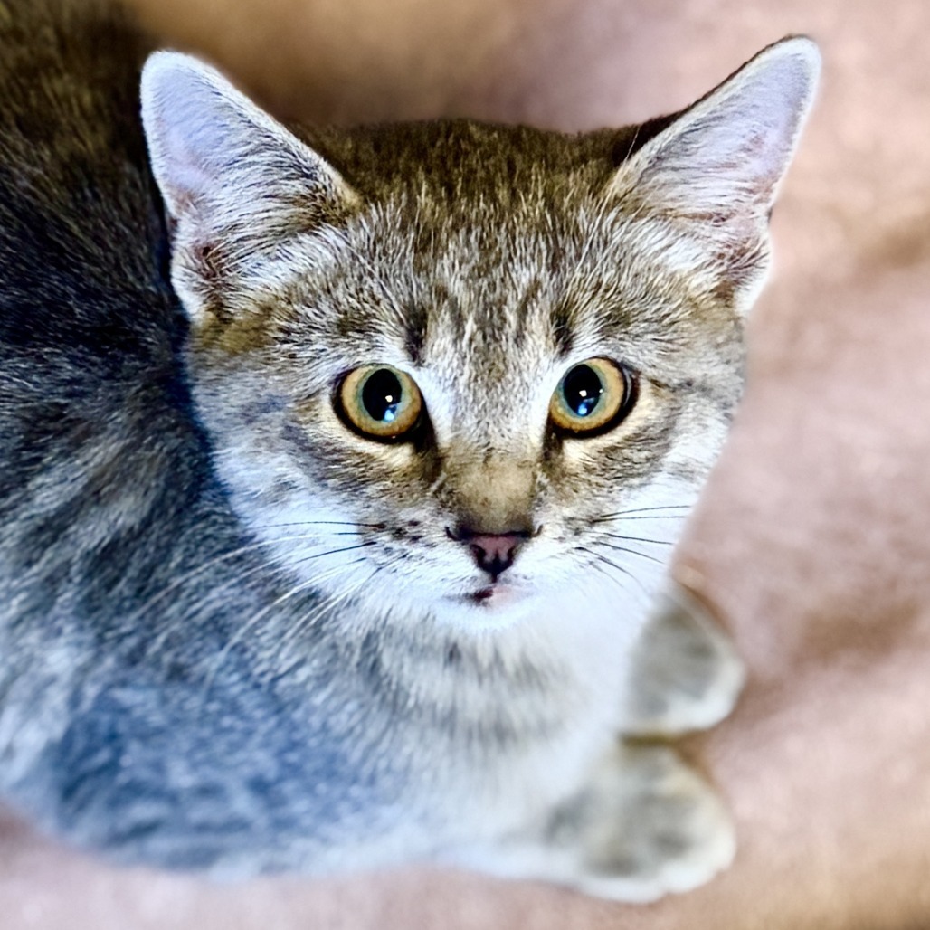 Sparrow, an adoptable Domestic Short Hair in Rifle, CO, 81650 | Photo Image 1