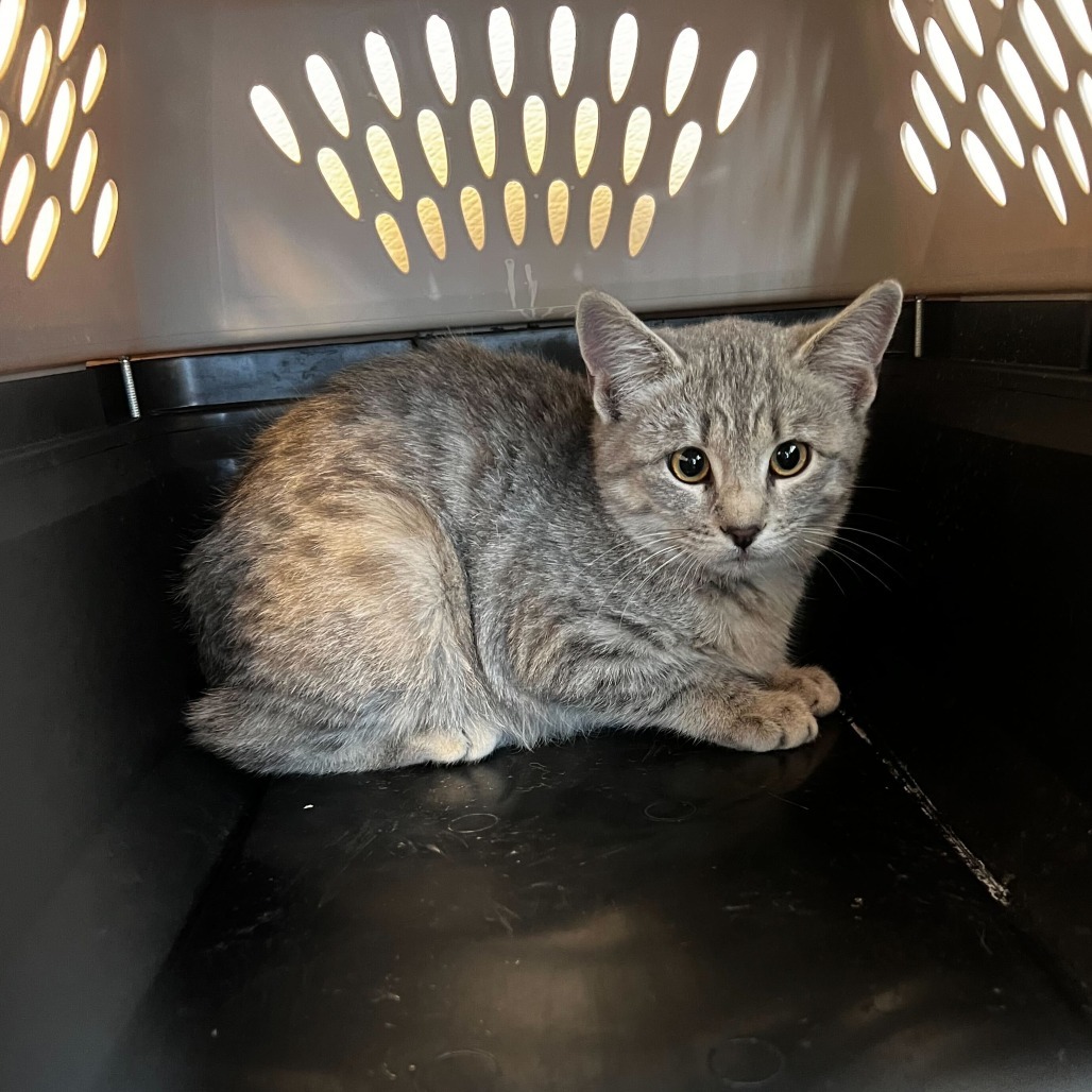 Sparrow, an adoptable Domestic Short Hair in Rifle, CO, 81650 | Photo Image 2