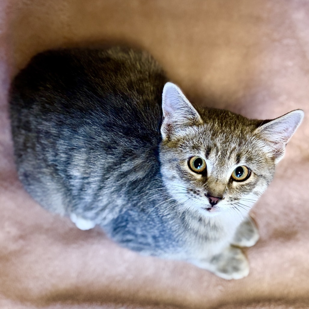 Sparrow, an adoptable Domestic Short Hair in Rifle, CO, 81650 | Photo Image 3