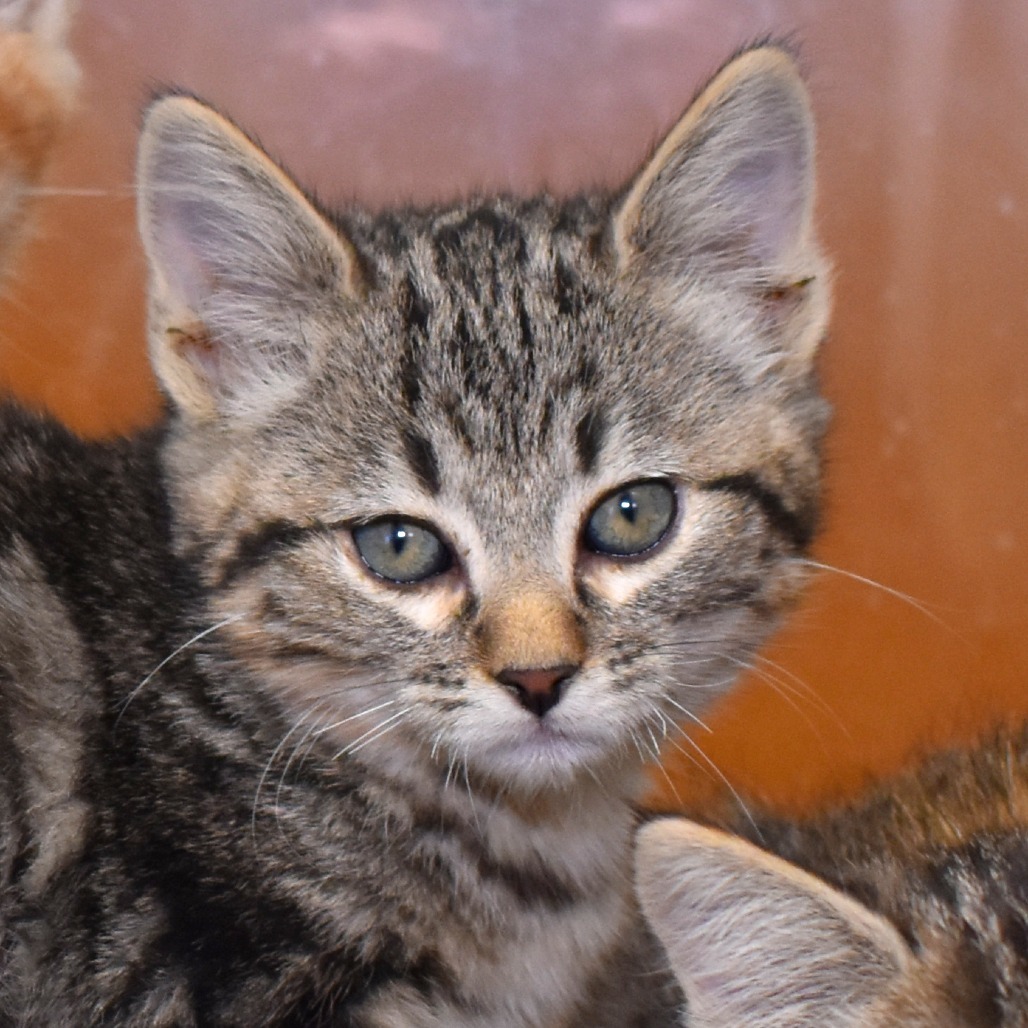 Skipper (25-3L-4), an adoptable Domestic Short Hair in Rifle, CO, 81650 | Photo Image 1