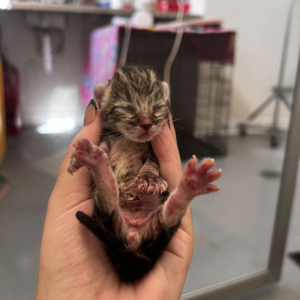 Skipper (25-3L-4), an adoptable Domestic Short Hair in Rifle, CO, 81650 | Photo Image 2