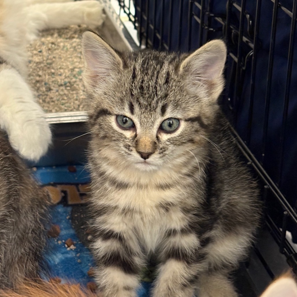 Skipper (25-3L-4), an adoptable Domestic Short Hair in Rifle, CO, 81650 | Photo Image 3