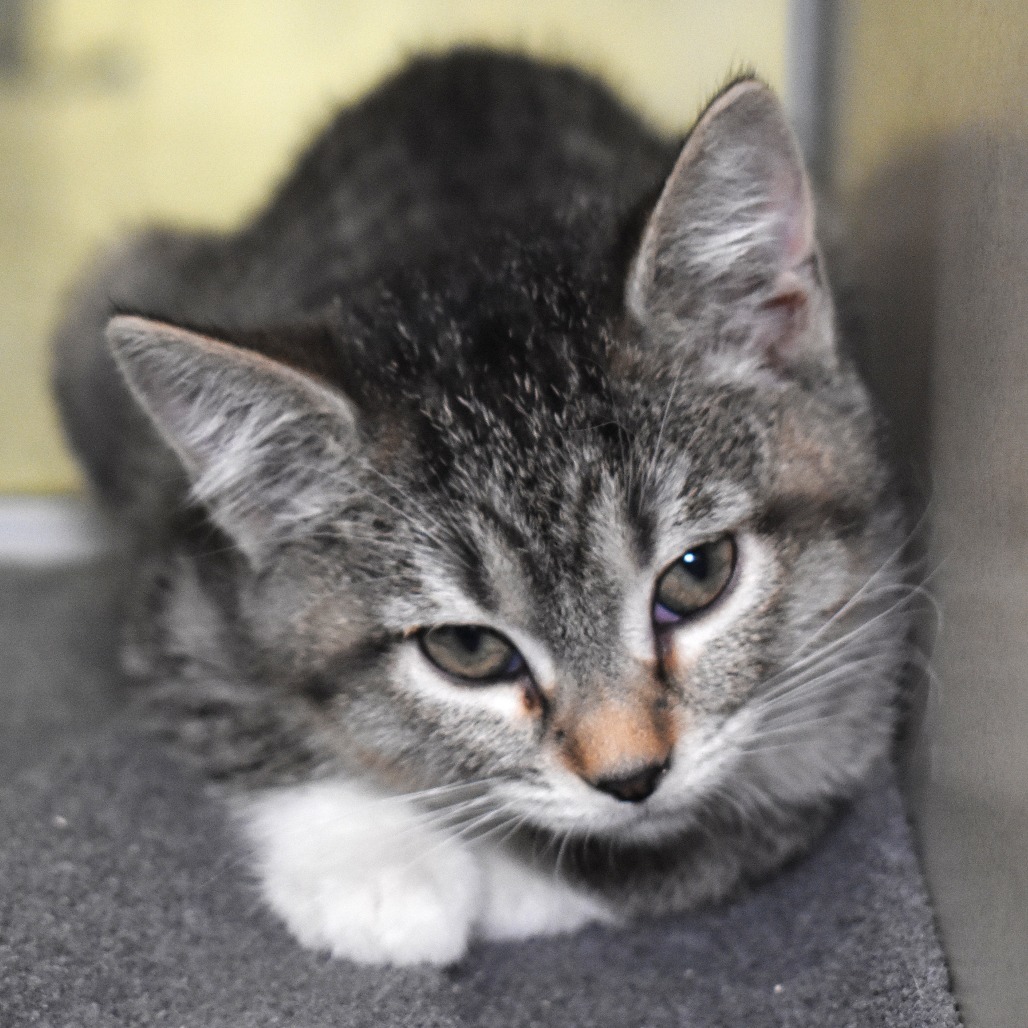 Mrs.Pecock(25-3J-5), an adoptable Domestic Short Hair in Rifle, CO, 81650 | Photo Image 1