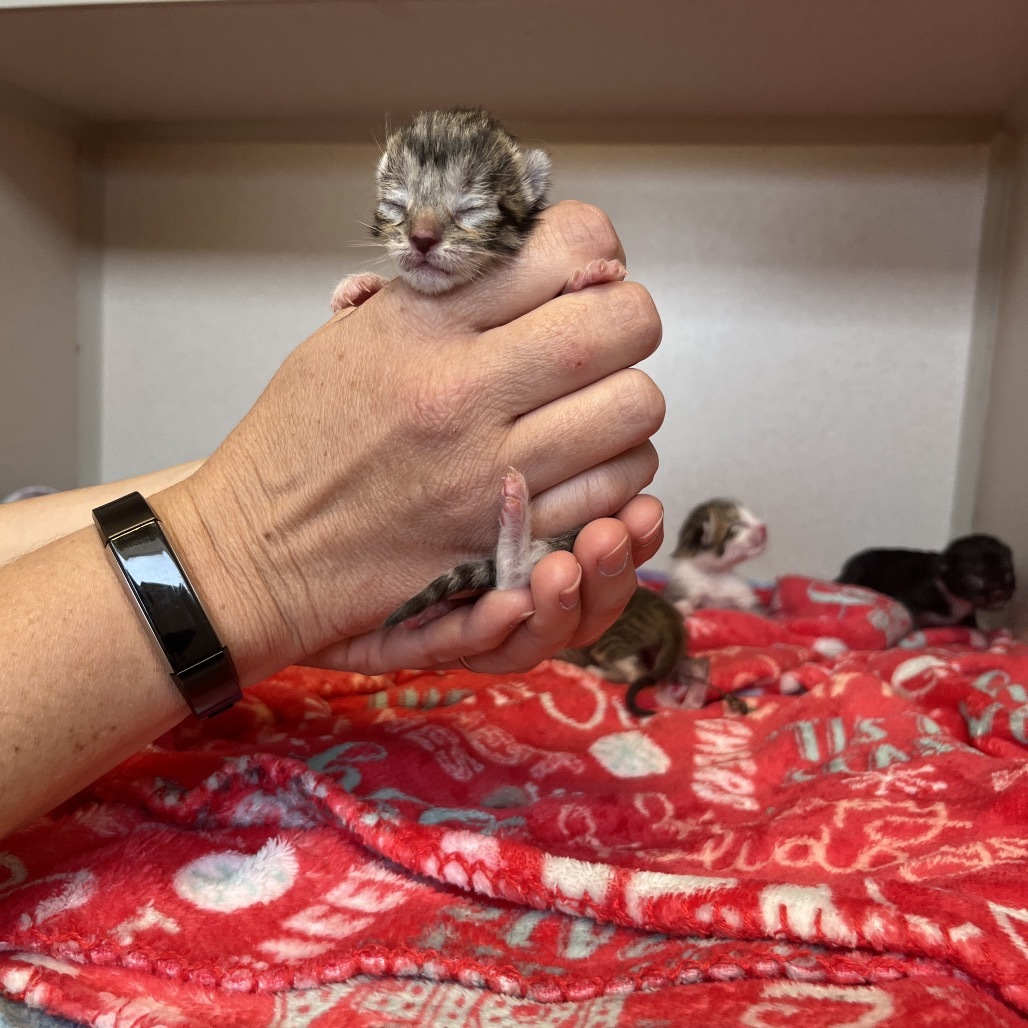 Mrs.Pecock(25-3J-5), an adoptable Domestic Short Hair in Rifle, CO, 81650 | Photo Image 2