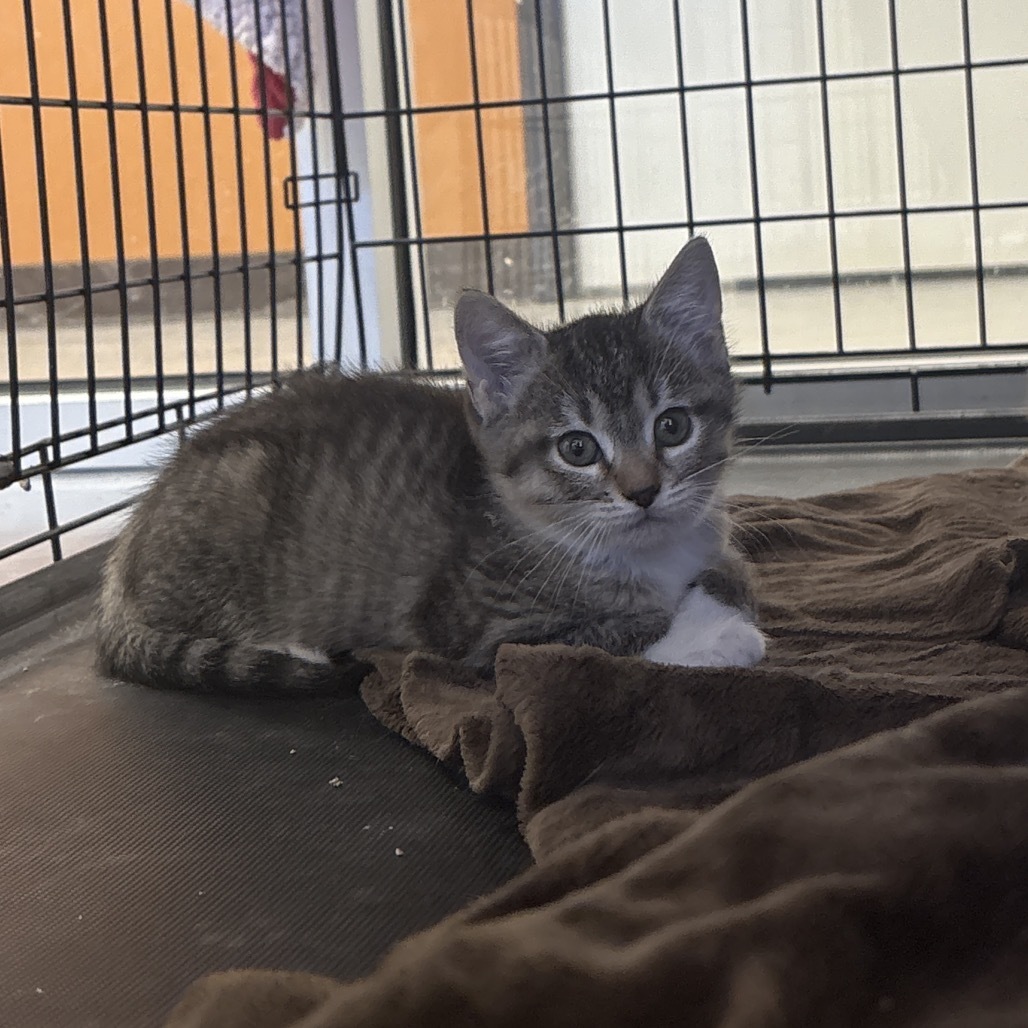 Mrs.Pecock(25-3J-5), an adoptable Domestic Short Hair in Rifle, CO, 81650 | Photo Image 4