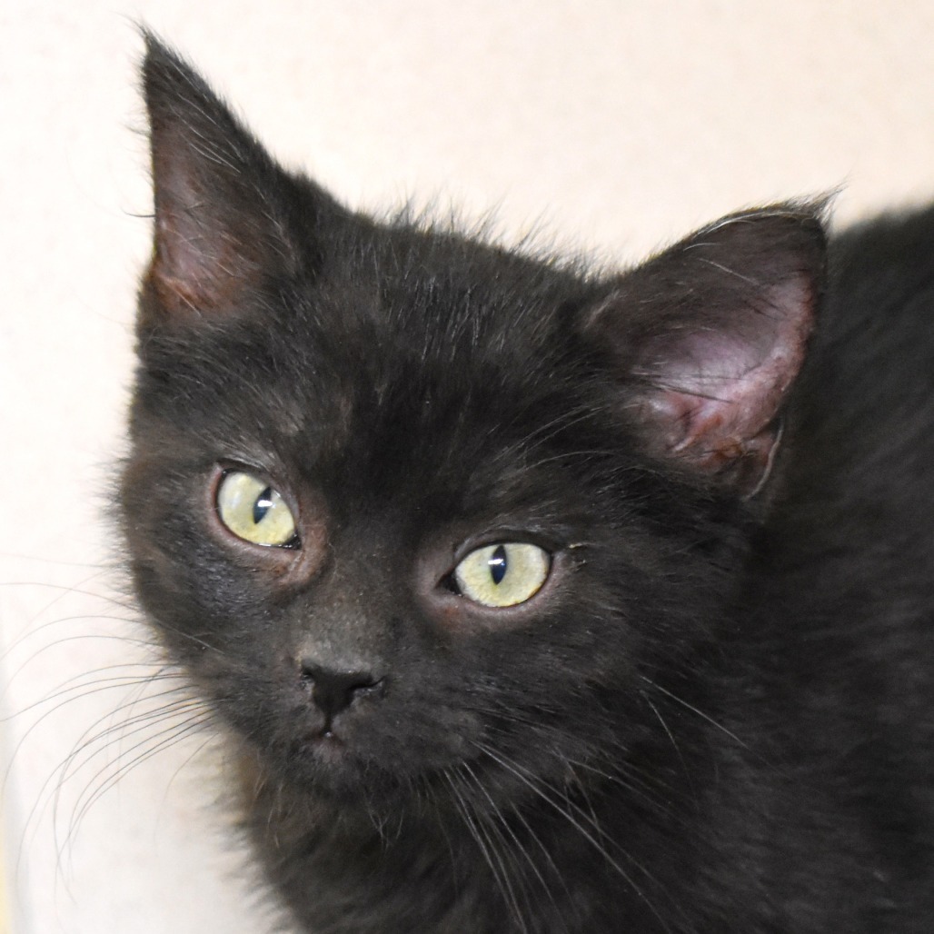 Khaos (25-3X-1), an adoptable Domestic Medium Hair in Rifle, CO, 81650 | Photo Image 1