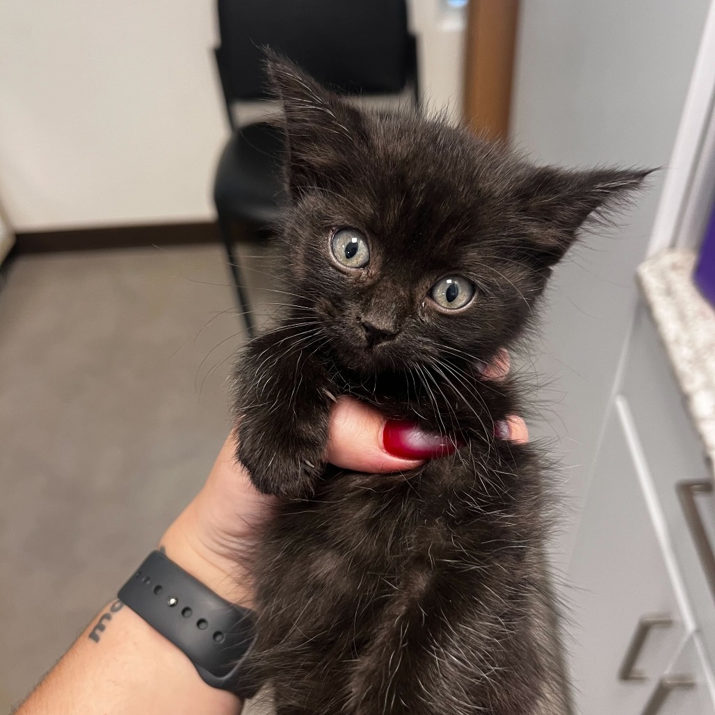 Khaos (25-3X-1), an adoptable Domestic Medium Hair in Rifle, CO, 81650 | Photo Image 2