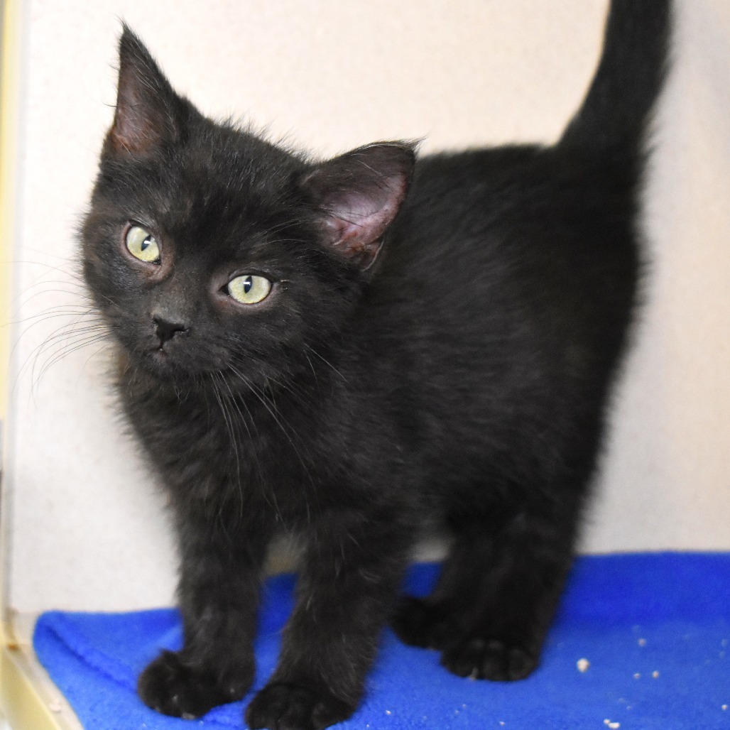 Khaos (25-3X-1), an adoptable Domestic Medium Hair in Rifle, CO, 81650 | Photo Image 3