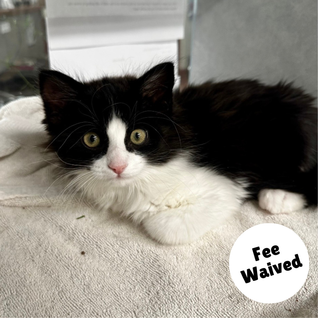 Tux, an adoptable Domestic Medium Hair in Glenwood Springs, CO, 81601 | Photo Image 1
