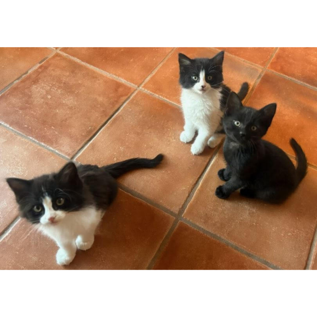 Tux, an adoptable Domestic Medium Hair in Glenwood Springs, CO, 81601 | Photo Image 2