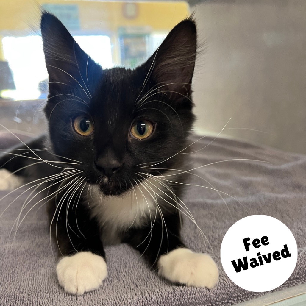 Mo, an adoptable Domestic Long Hair in Glenwood Springs, CO, 81601 | Photo Image 1