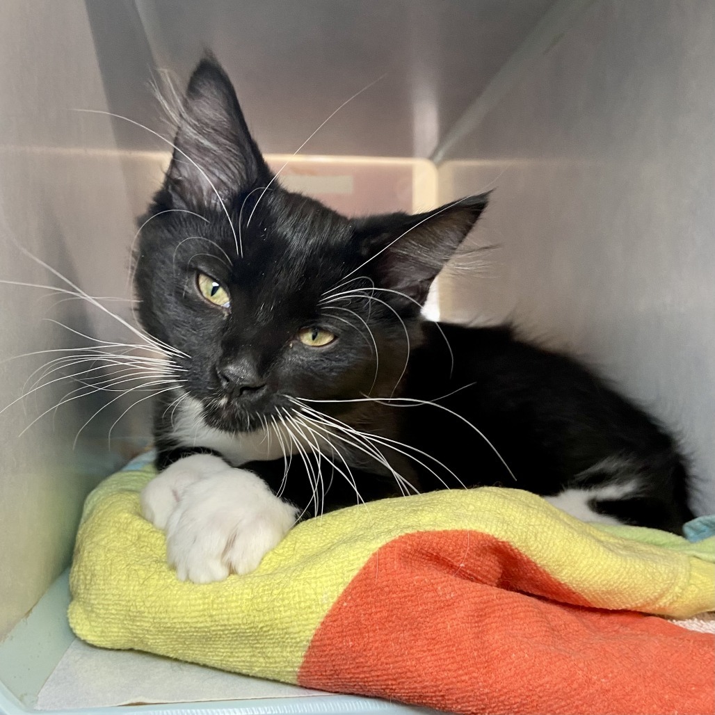 Mo, an adoptable Domestic Long Hair in Glenwood Springs, CO, 81601 | Photo Image 3