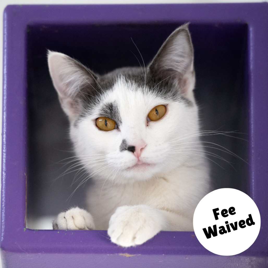 Fossa, an adoptable Domestic Short Hair in Glenwood Springs, CO, 81601 | Photo Image 1