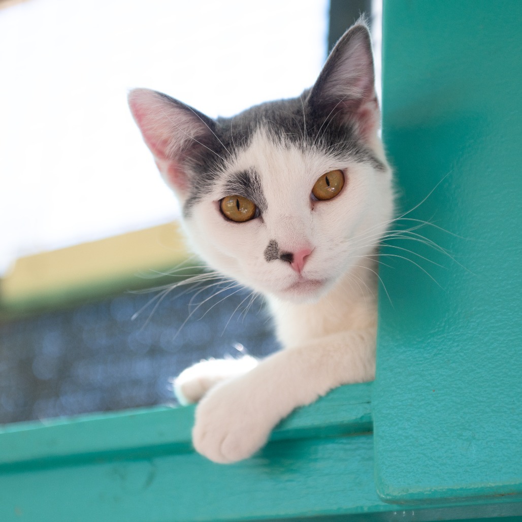 Fossa, an adoptable Domestic Short Hair in Glenwood Springs, CO, 81601 | Photo Image 2