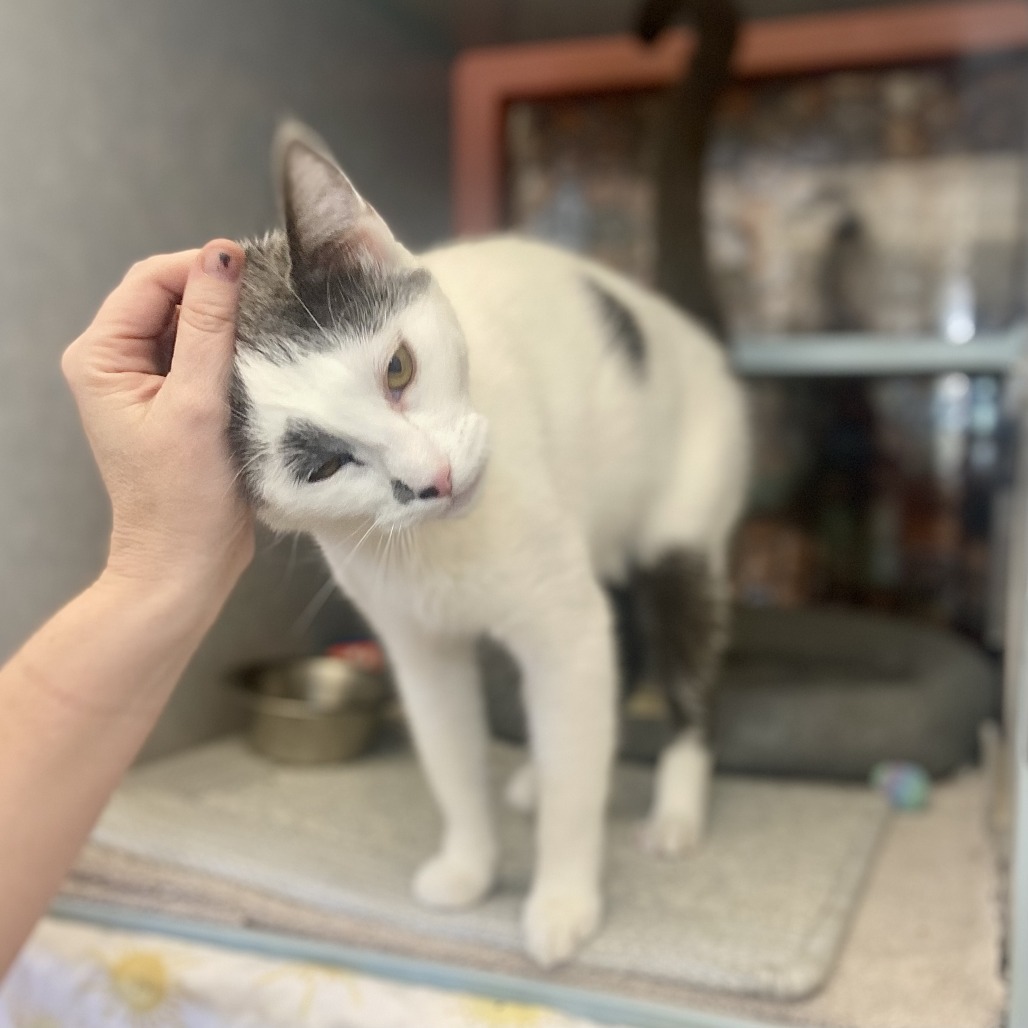 Fossa, an adoptable Domestic Short Hair in Glenwood Springs, CO, 81601 | Photo Image 3