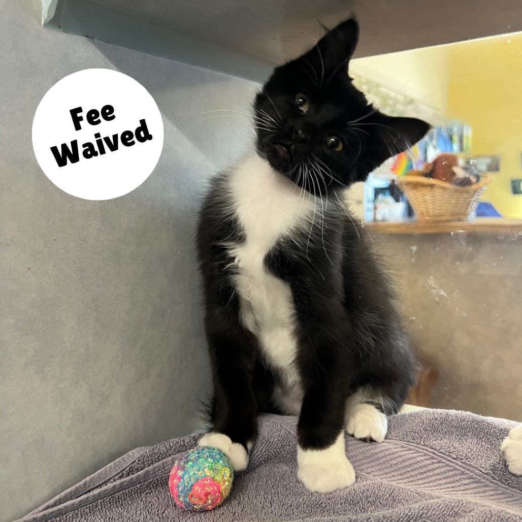 Gomez, an adoptable Domestic Long Hair in Glenwood Springs, CO, 81601 | Photo Image 1