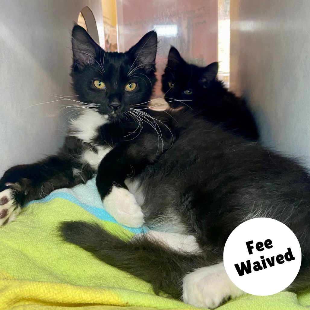 Gomez, an adoptable Domestic Long Hair in Glenwood Springs, CO, 81601 | Photo Image 2