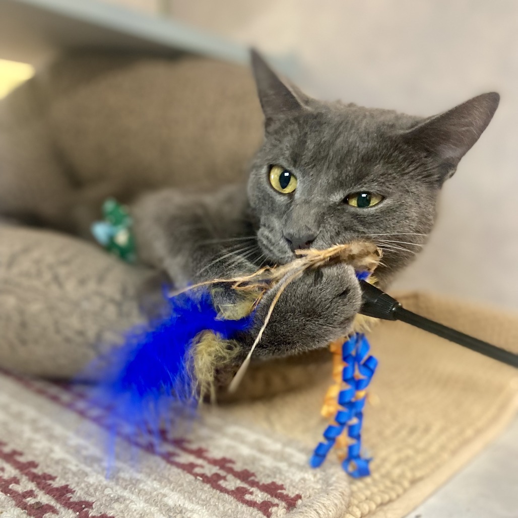 Argos, an adoptable Domestic Short Hair in Glenwood Springs, CO, 81601 | Photo Image 1