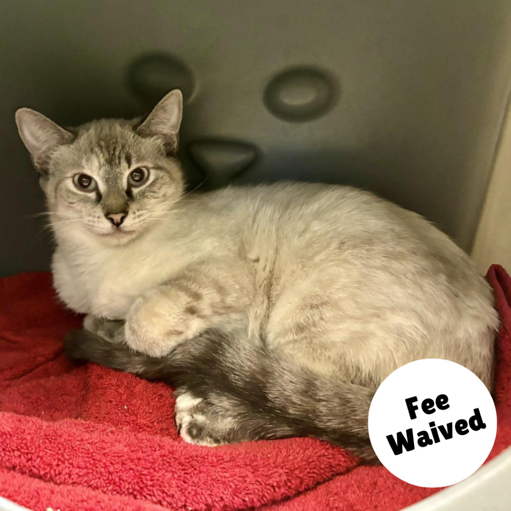 Katniss, an adoptable Domestic Short Hair, Siamese in Glenwood Springs, CO, 81601 | Photo Image 1