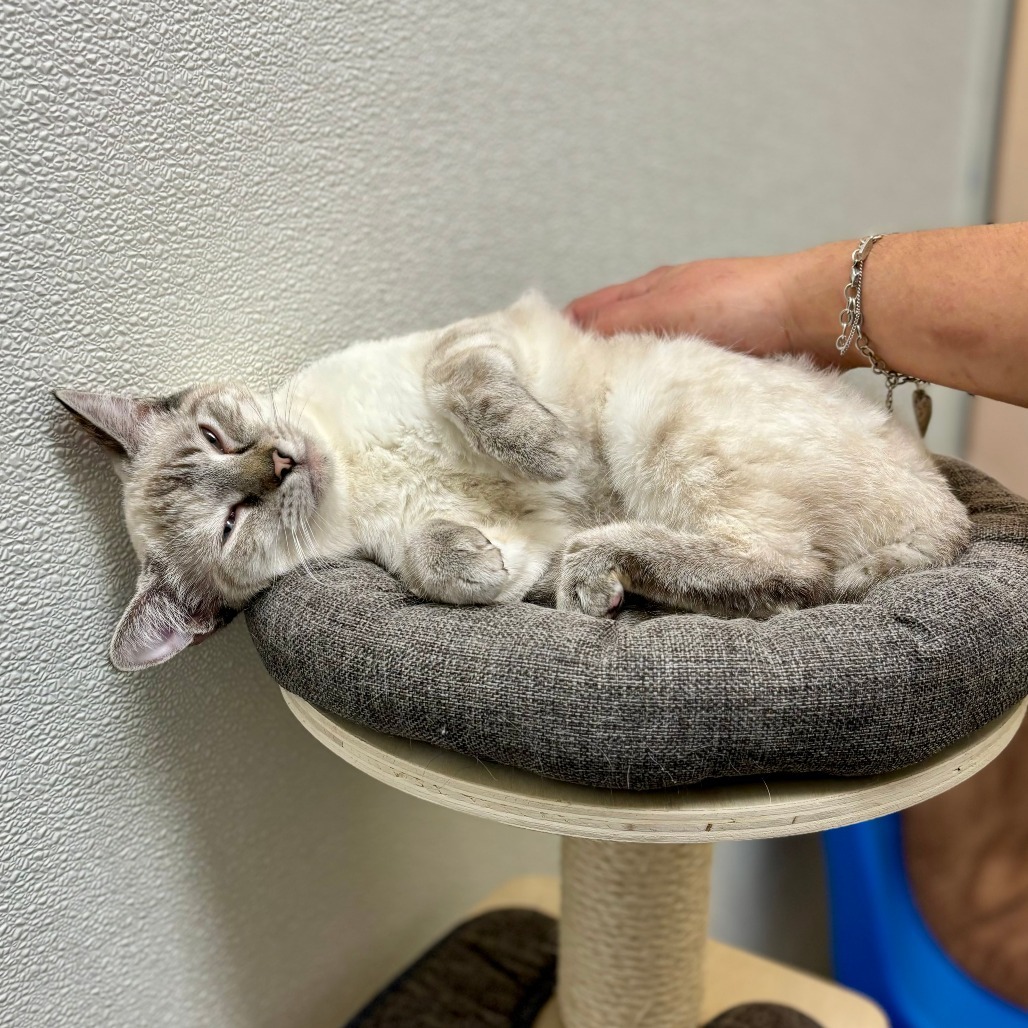 Katniss, an adoptable Domestic Short Hair, Siamese in Glenwood Springs, CO, 81601 | Photo Image 3