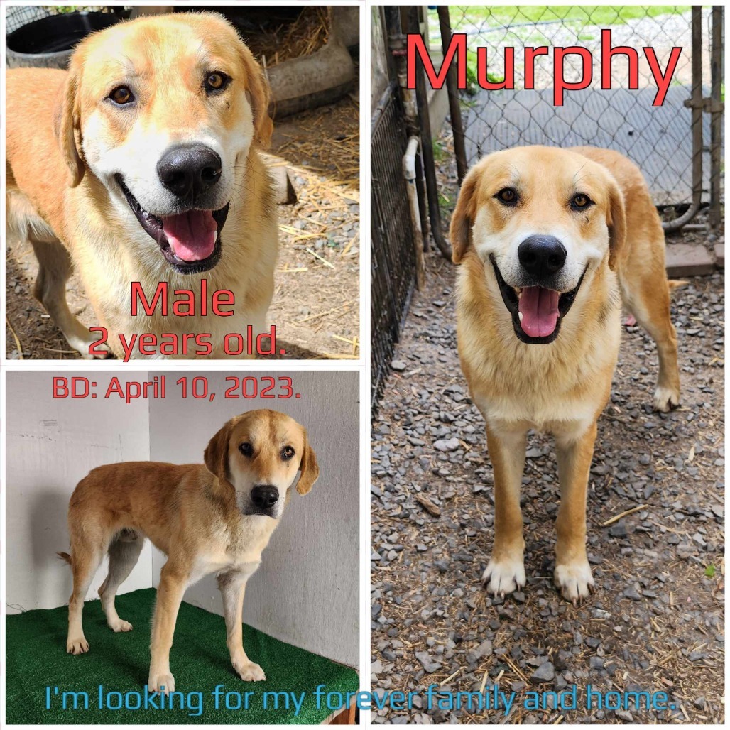 Murphy