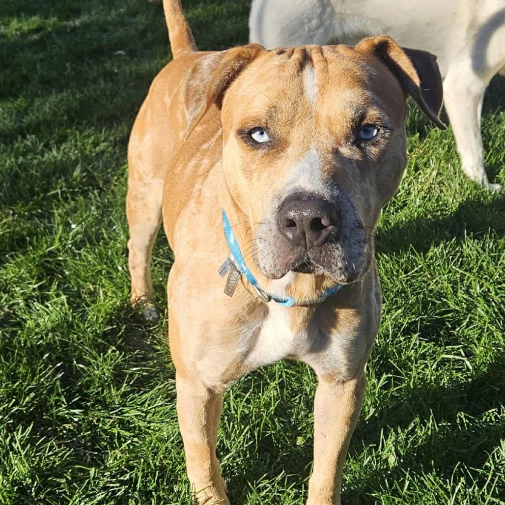 Andy, an adoptable American Staffordshire Terrier, Bullmastiff in Nampa, ID, 83686 | Photo Image 1