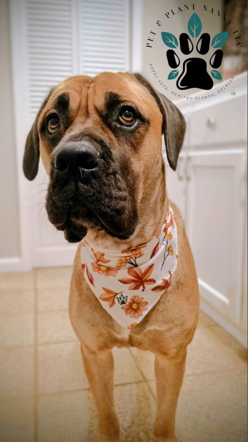 Nylah, an adoptable Boerboel in Chambersburg, PA, 17202 | Photo Image 1