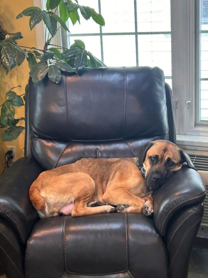Nylah, an adoptable Boerboel in Chambersburg, PA, 17202 | Photo Image 2