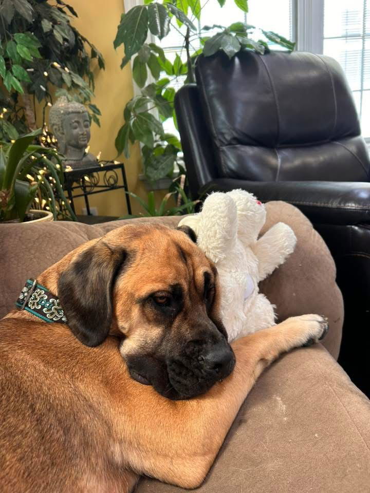 Nylah, an adoptable Boerboel in Chambersburg, PA, 17202 | Photo Image 3