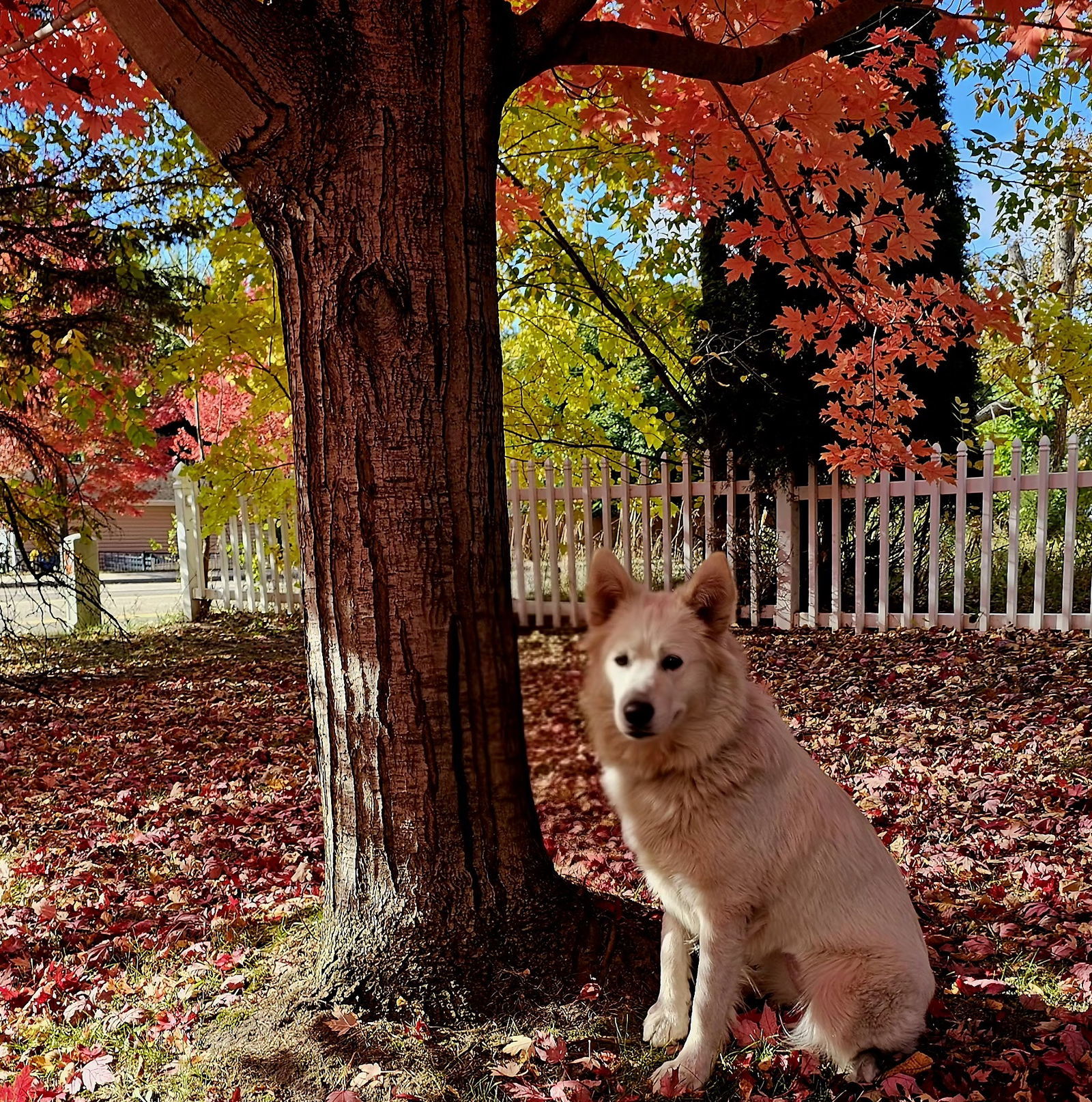 Luna Moon, an adoptable Samoyed in Brooklyn Center, MN, 55429 | Photo Image 1
