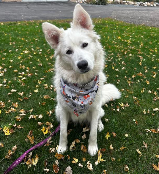 Luna Moon, an adoptable Samoyed in Brooklyn Center, MN, 55429 | Photo Image 2
