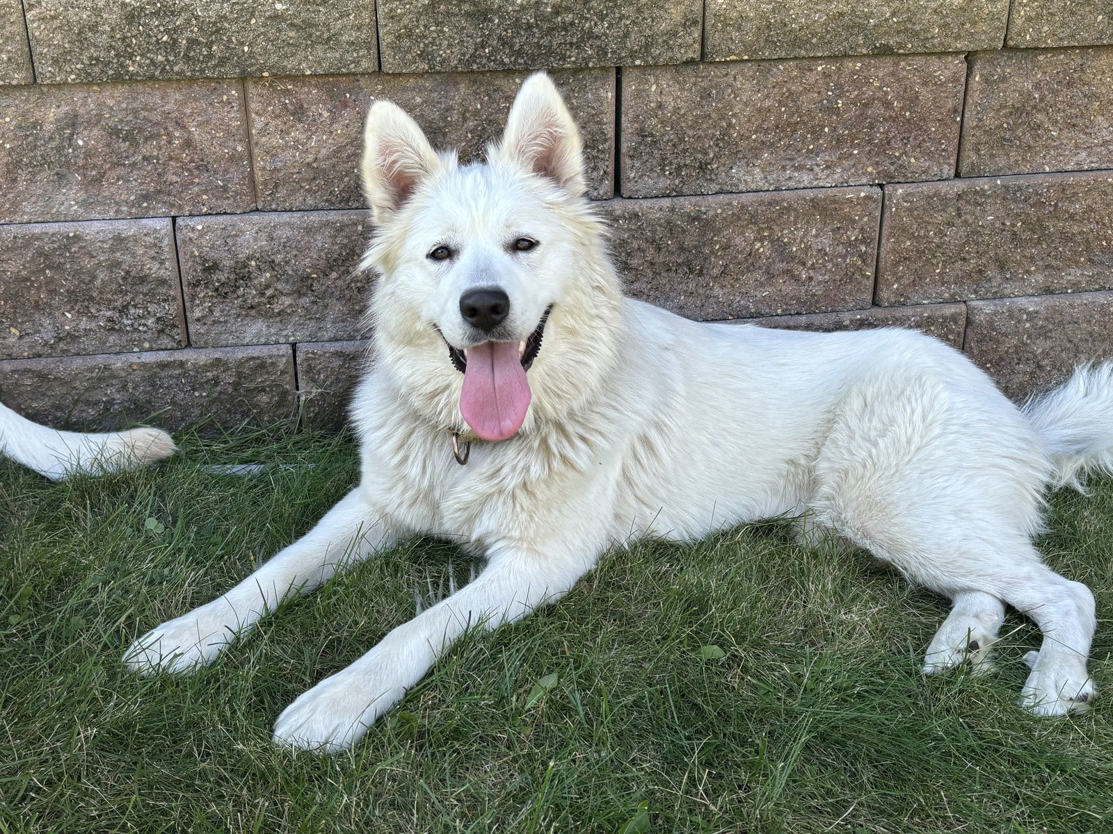 Luna Moon, an adoptable Samoyed in Brooklyn Center, MN, 55429 | Photo Image 3