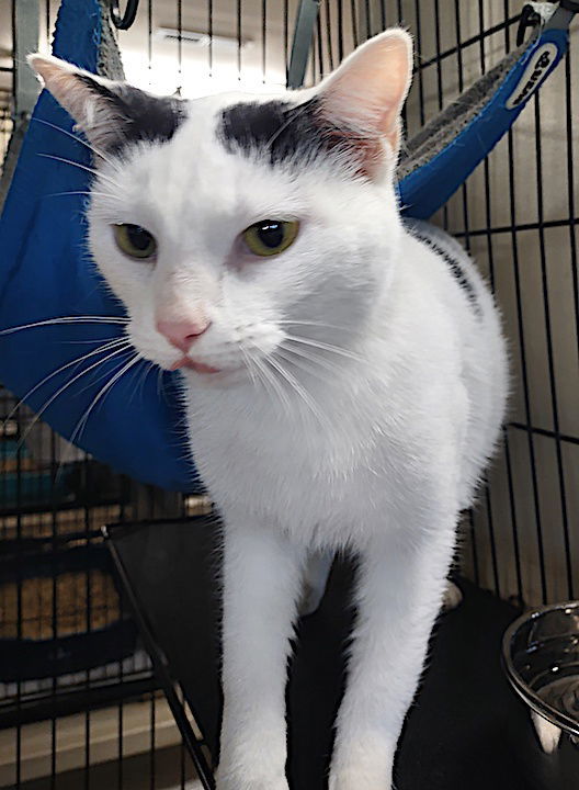 Sweet Rosie thumbnail 3