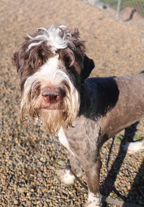 Fozzie