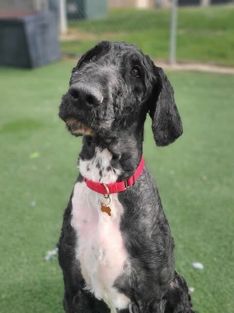 Beverly Plume thumbnail 2