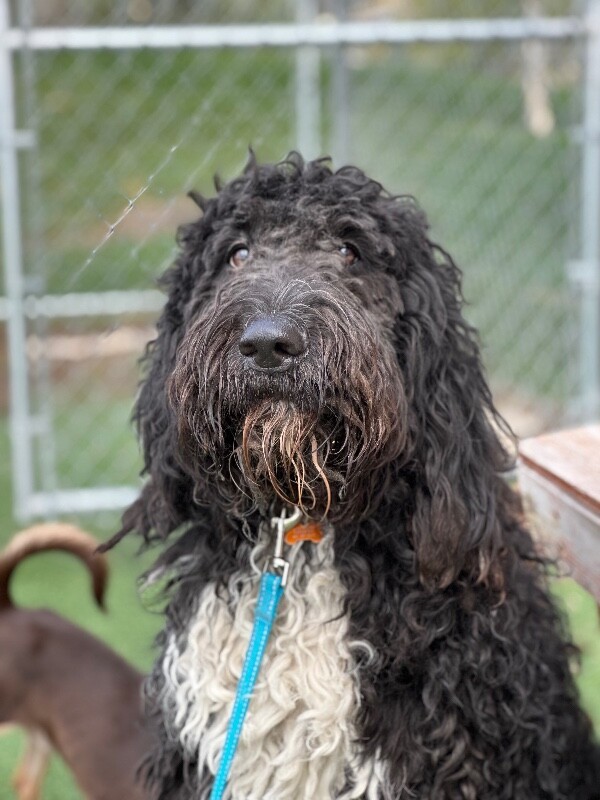 Beverly Plume thumbnail 4