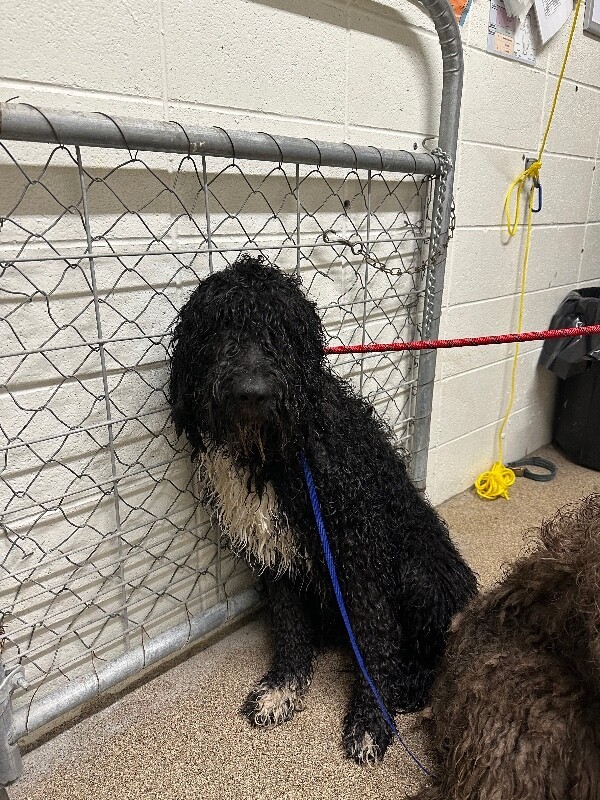 Beverly Plume thumbnail 6