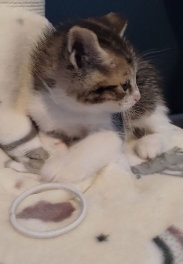 Fletcher thumbnail 2