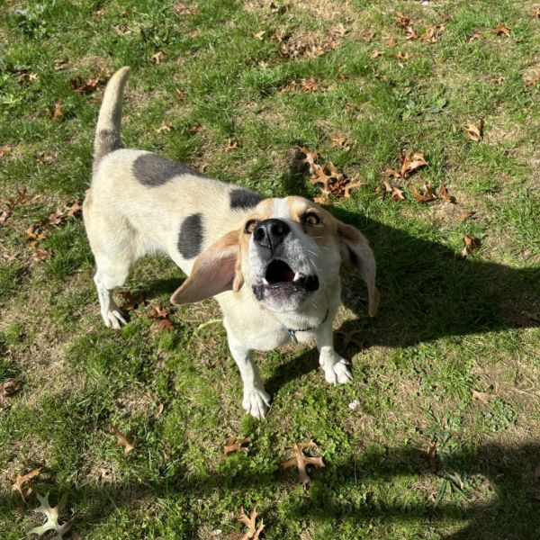 Huckleberry thumbnail 2