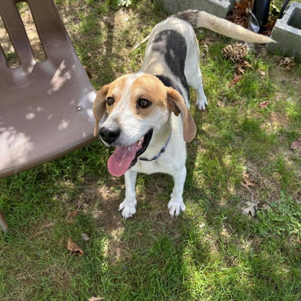 Huckleberry thumbnail 3