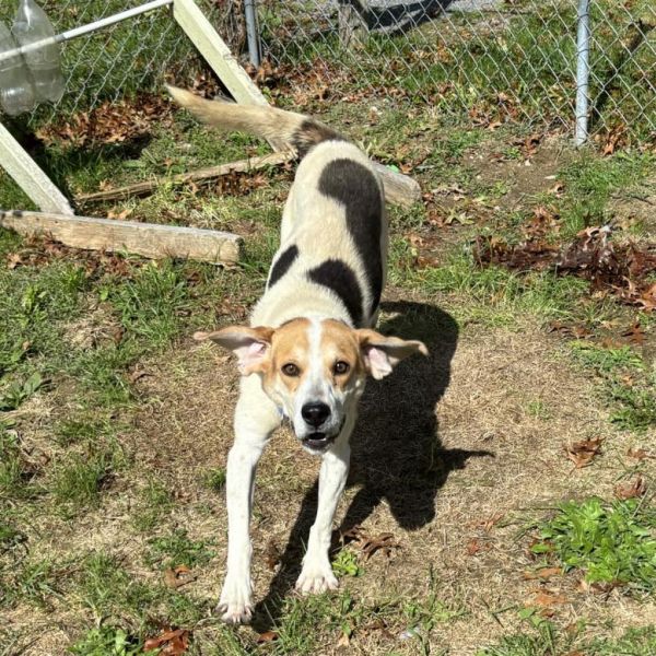 Huckleberry thumbnail 4