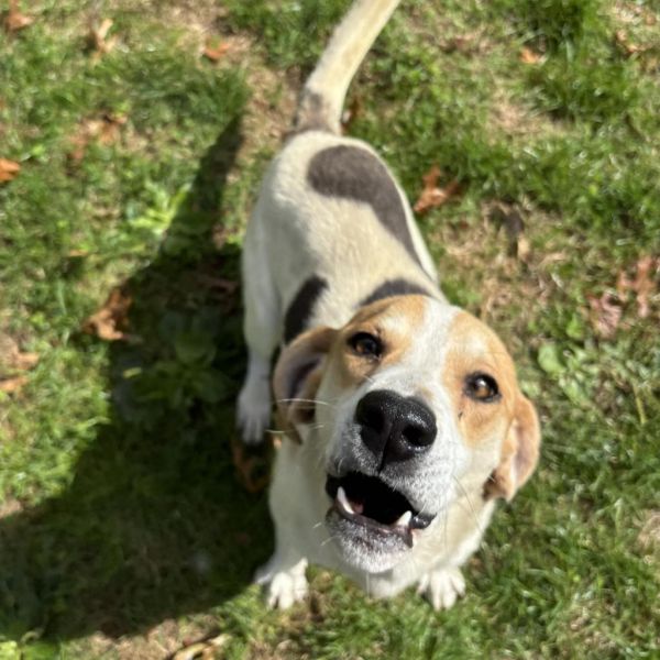 Huckleberry thumbnail 5