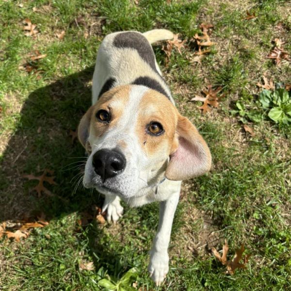 Huckleberry thumbnail 6