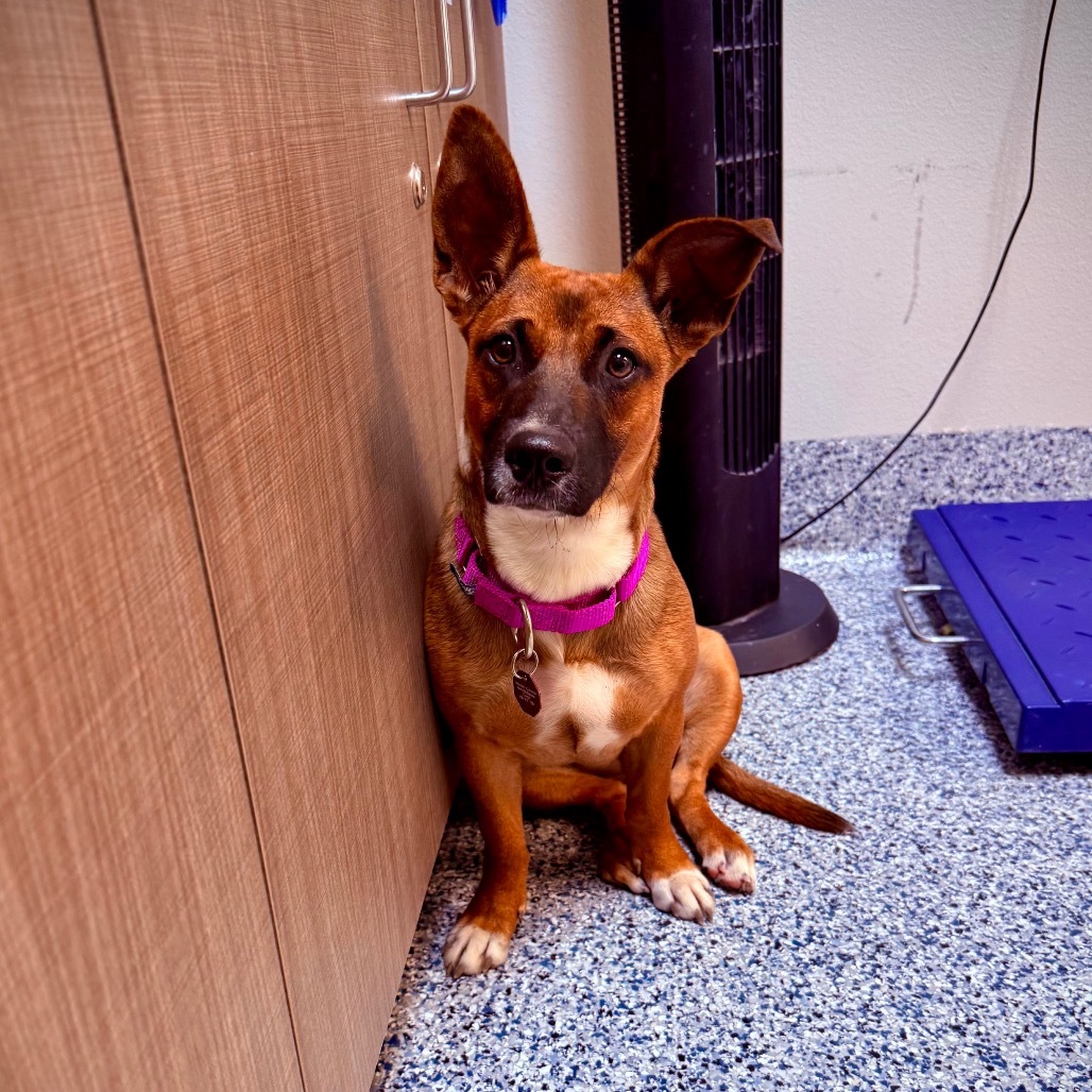 Piper, an adoptable Terrier, Mixed Breed in Great Falls, MT, 59404 | Photo Image 1