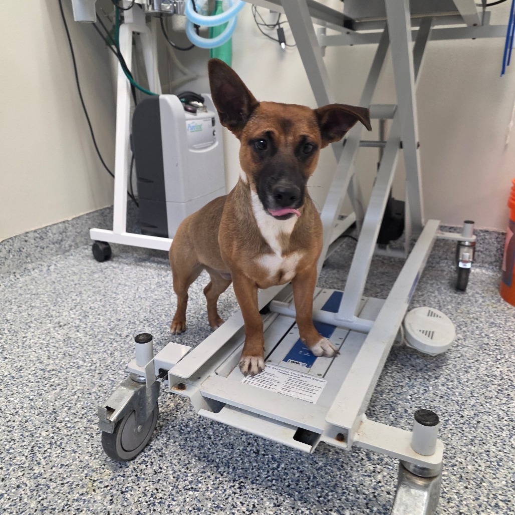 Piper, an adoptable Terrier, Mixed Breed in Great Falls, MT, 59404 | Photo Image 2