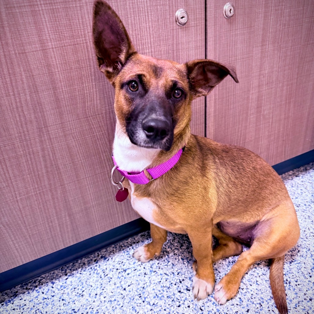Piper, an adoptable Terrier, Mixed Breed in Great Falls, MT, 59404 | Photo Image 3