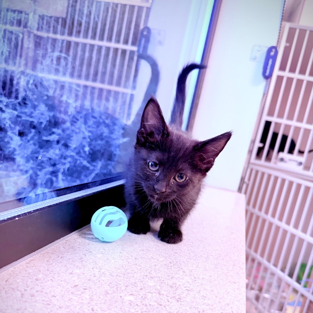 Zero, an adoptable Domestic Short Hair in Great Falls, MT, 59404 | Photo Image 1